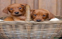 Labrador Retriever dogs for sale: KC Stunning dark fox red labrador puppies - Image 2
