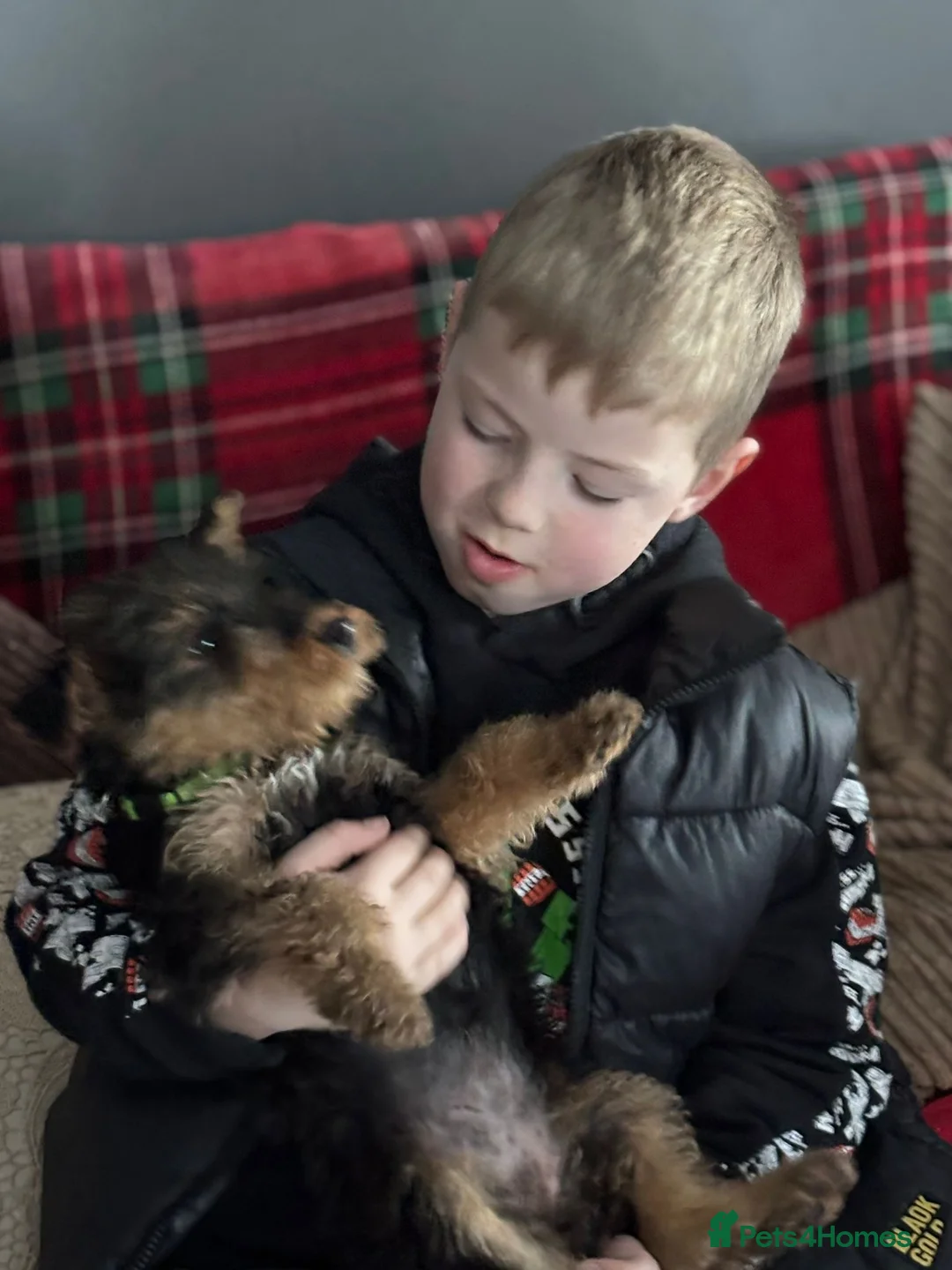 Airedale Terrier dogs for sale: Pure breed Airedale Terriers for sale - Advert 4