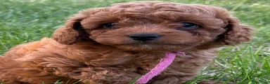 Cavapoo Puppy 4