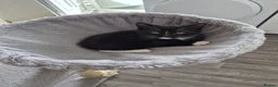 Mixed Breed cats for sale:  male kittens in Dumbarton - Advert 4