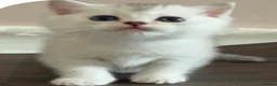 British Shorthair cats for sale: British shorthair X Scottish X ragdoll mix - Advert 17