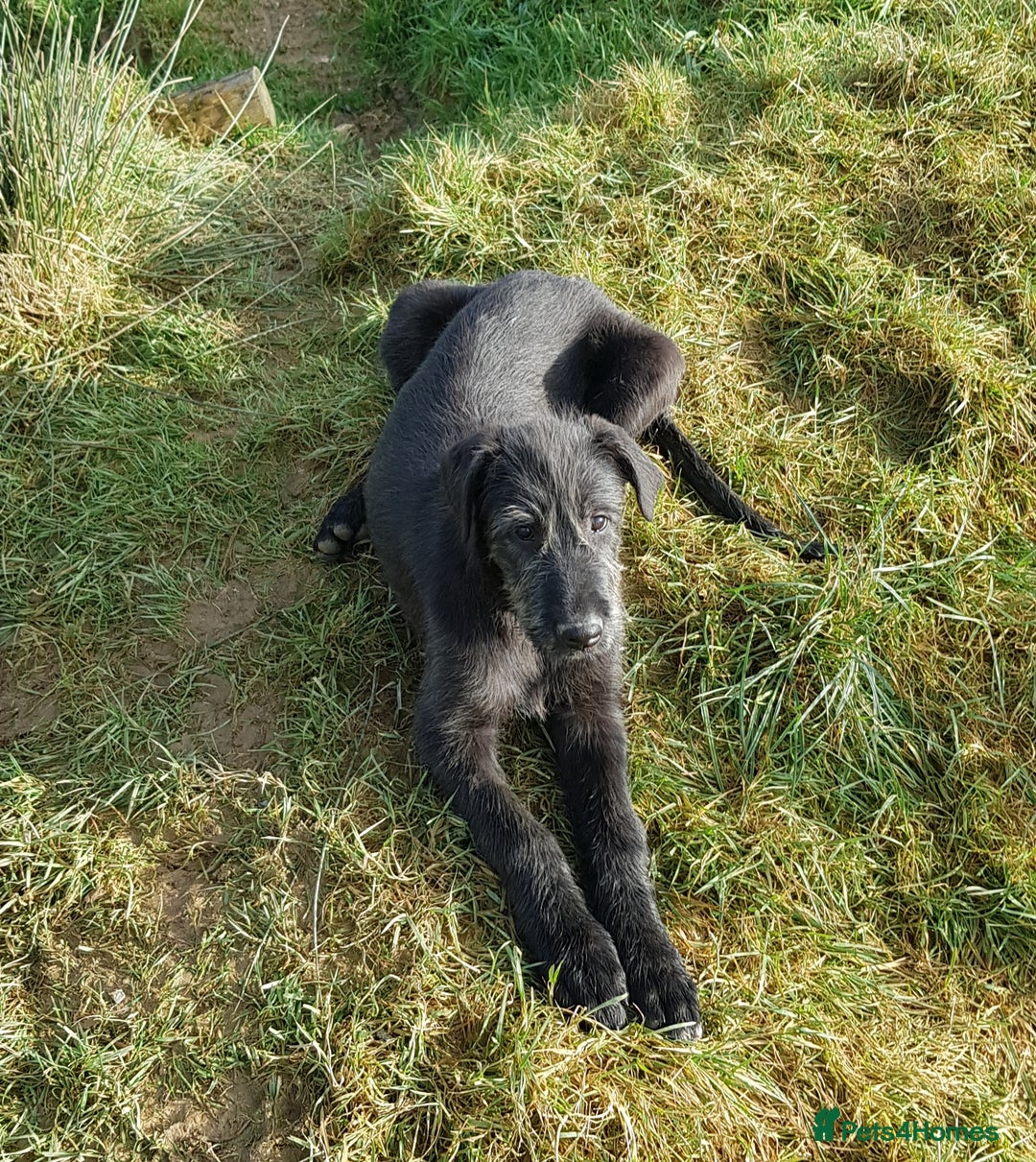 Irish Wolfhound dogs for sale: Irish Wolfhound Pups - Advert 3