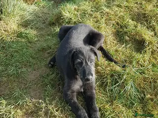 Irish Wolfhound dogs Irish Wolfhound Pups - Advert 3