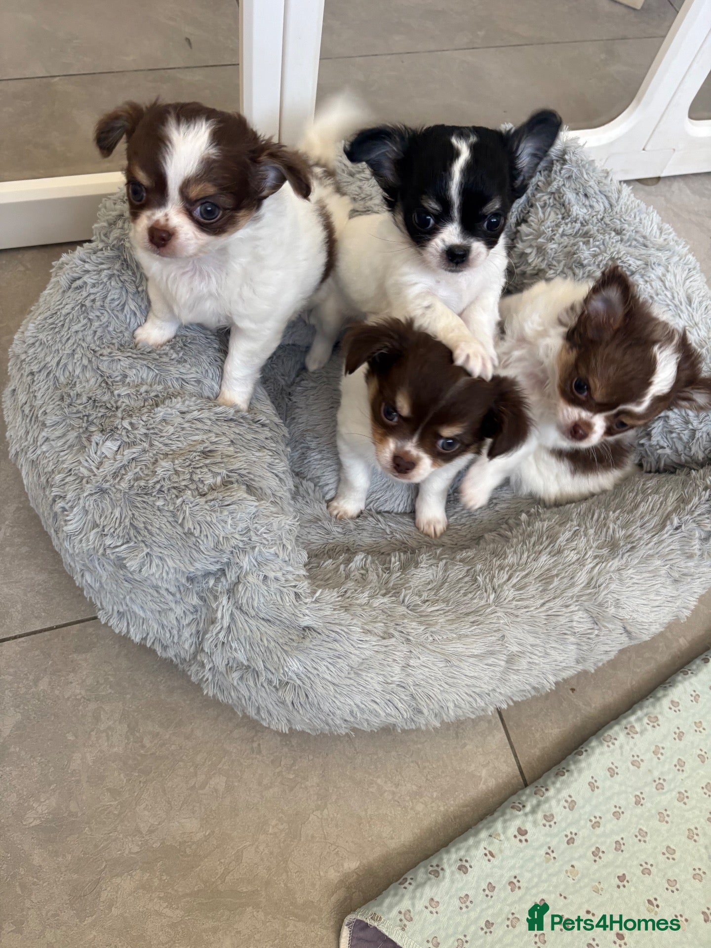 Chihuahua dogs Litter of tiny long haired chihuahuas - Advert 2