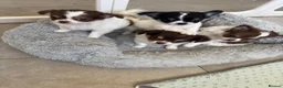 Chihuahua dogs for sale: Litter of tiny long haired chihuahuas - Advert 4