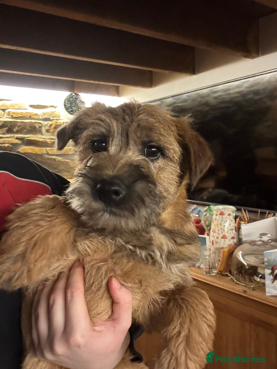 Cairn Terrier dogs for sale: Cairn terrier x Border terrier puppies - Advert 6