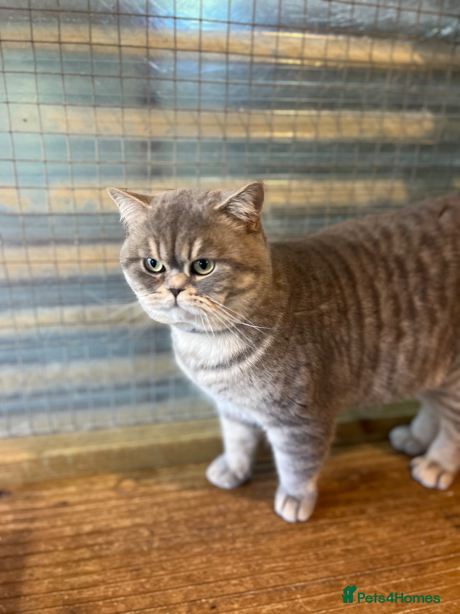 British Shorthair cats for stud: Gccf British Shorthair males for Stud  - Advert 2
