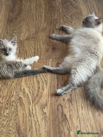 Ragdoll cats - Advert 2