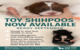 Shihpoo dogs for sale: Toy shihpoo WAITING LIST  - Image 1