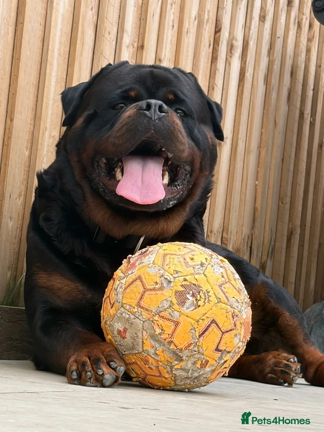 Rottweiler dogs for sale:     Premium KC Registered Rottweilers - Advert 2