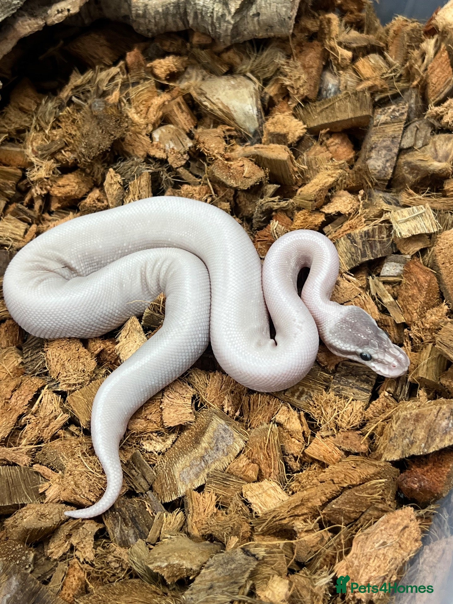 Python Snake reptiles Royal Pythons and other Pythons At Urban Exotics  - Advert 2