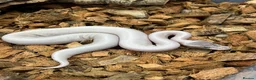 Python Snake reptiles for sale: Royal Pythons and other Pythons At Urban Exotics  - Advert 1
