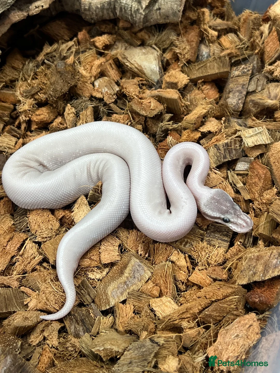 Python Snake reptiles for sale: Royal Pythons and other Pythons At Urban Exotics  - Advert 1