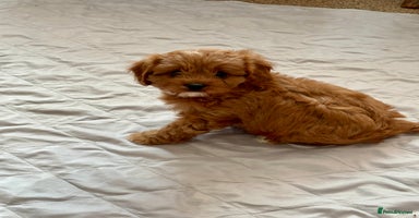 Cavapoo dogs - Advert 2
