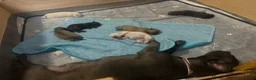 Mixed Breed dogs for sale: Bullhuahua (French Bulldog × Chihuahua) Puppies - Advert 4