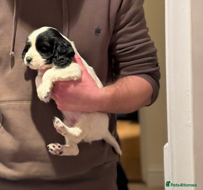 Mixed Breed dogs Cavalier King Charles Spaniel x CockerJack Puppies - Advert 2