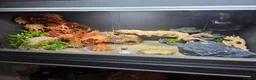 Leopard Gecko reptiles for sale: Leopard geckos and set ups available  - Advert 3