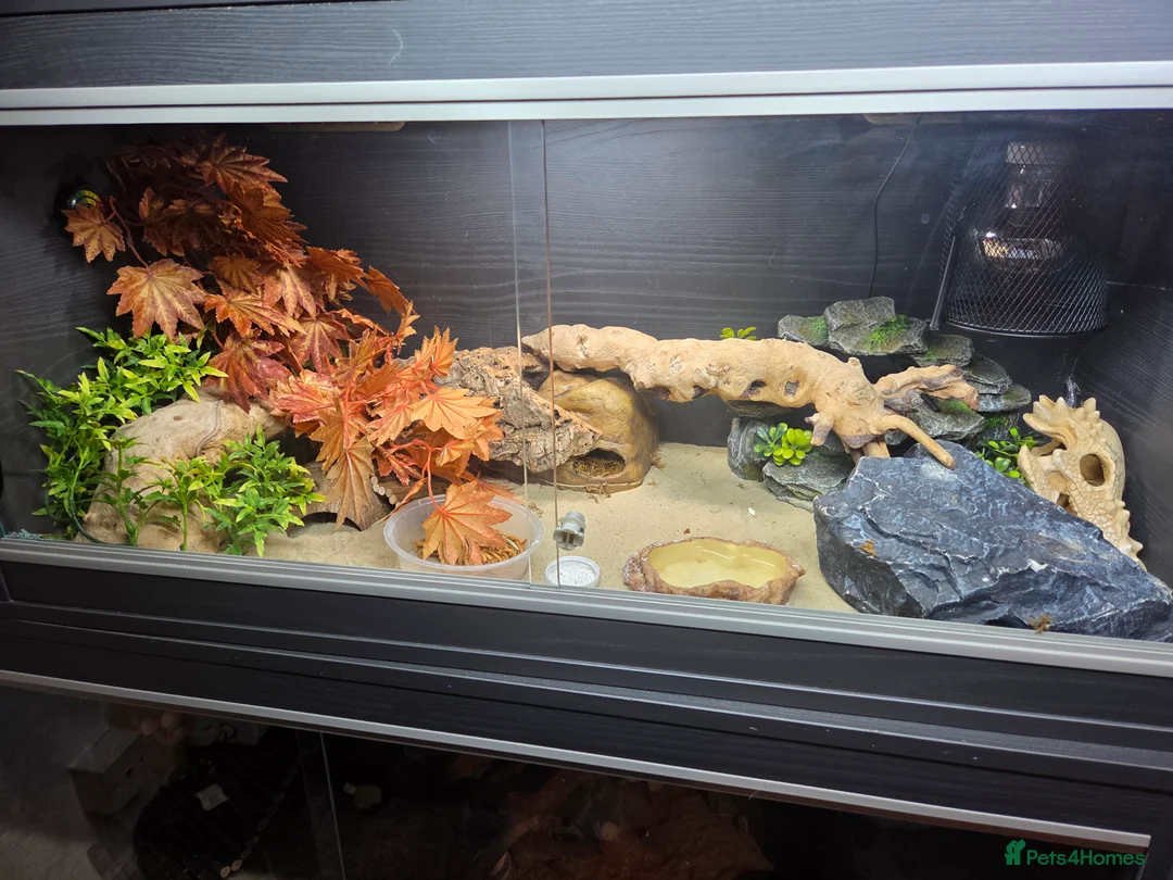 Leopard Gecko reptiles for sale: Leopard geckos and set ups available  - Advert 3