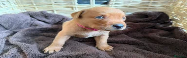 Labrador Retriever Puppy 8 - Dark Pink