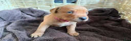 Labrador Retriever dogs for sale: Fox Red KC Reg labrador puppies PL14 - Advert 5