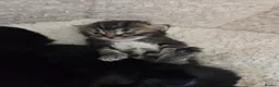 Mixed Breed cats for sale: Kittens  in Worksop - Advert 2