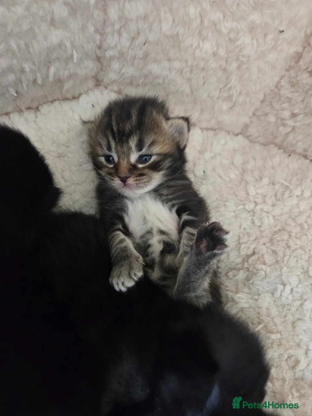 Mixed Breed cats for sale: Kittens  in Worksop - Advert 2