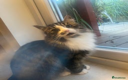 Mixed Breed cats for sale: Gorgeous girl ready for new home - Image 5