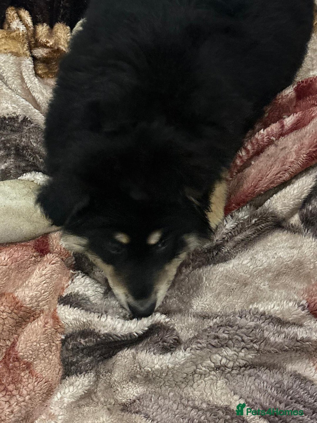 German Shepherd dogs for sale: 2 German Shepard boys  - Advert 5