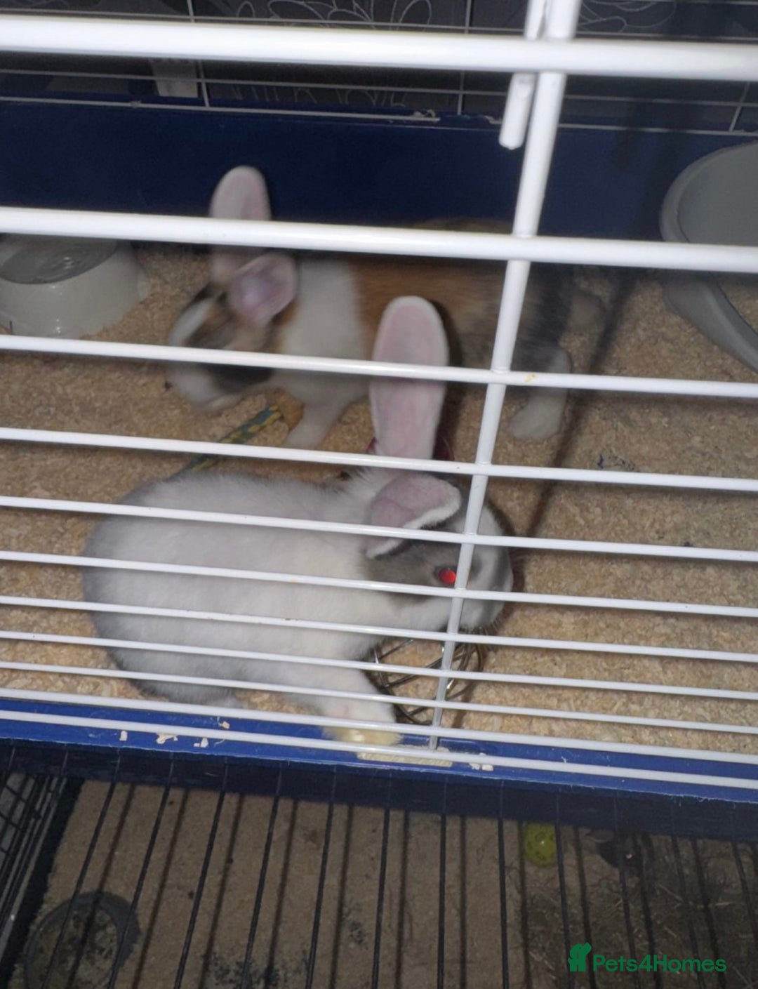 Dutch rabbits for sale: Baby Rabbits - Advert 2