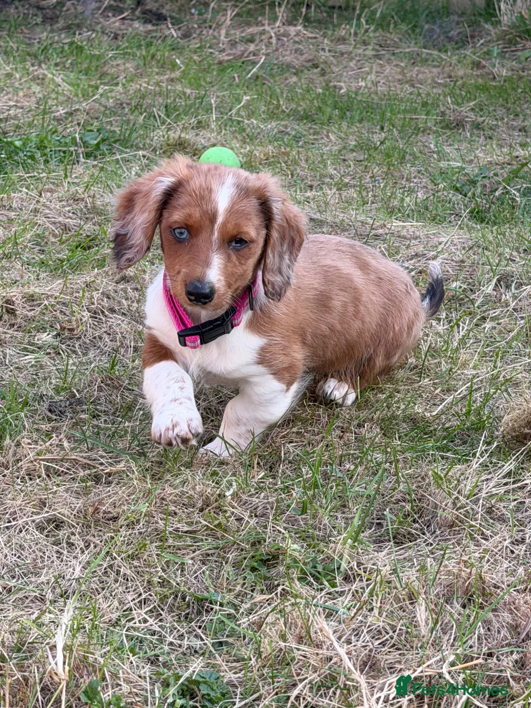 Dachshund dogs for sale: long haired dashaund - Advert 1