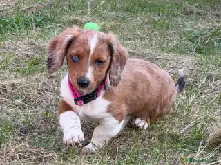 Dachshund dogs long haired dashaund - Advert 6