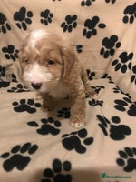 Cockapoo dogs F1 cockerpoo - Advert 2