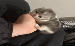 Persian cats for sale: Persian chinchilla kitten  - Image 19