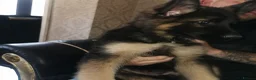 German Shepherd dogs for sale: German shepherd puppies - Advert 9