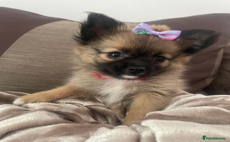 Pomchi dogs - Advert 2