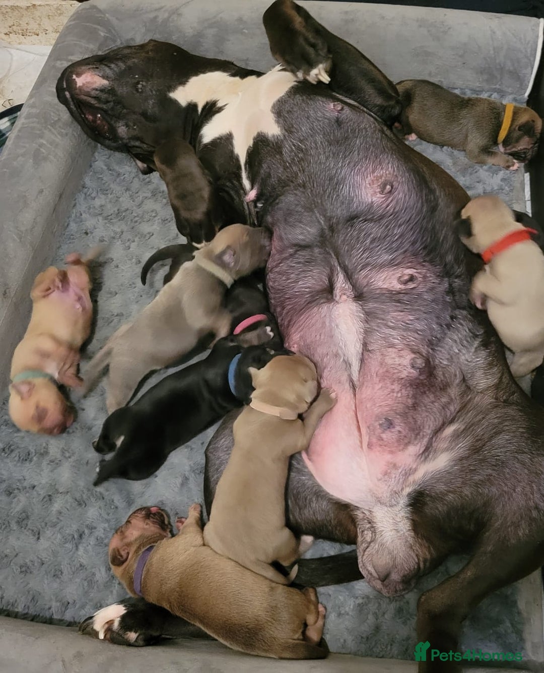 Presa Canario dogs for sale: Stunning litter of Presa Canario Puppies - Image 11