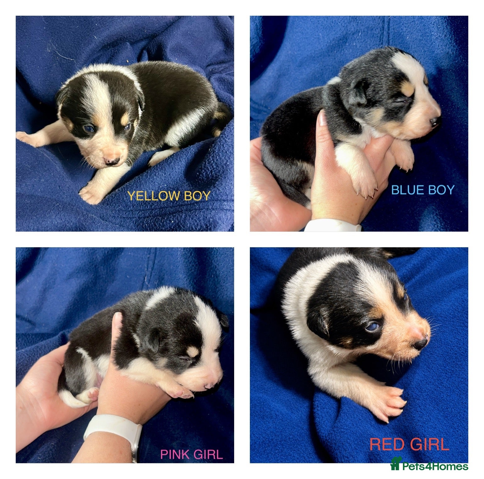 Border Collie dogs for sale: GORGEOUS BORDER COLLIE PUPPIES - Advert 2