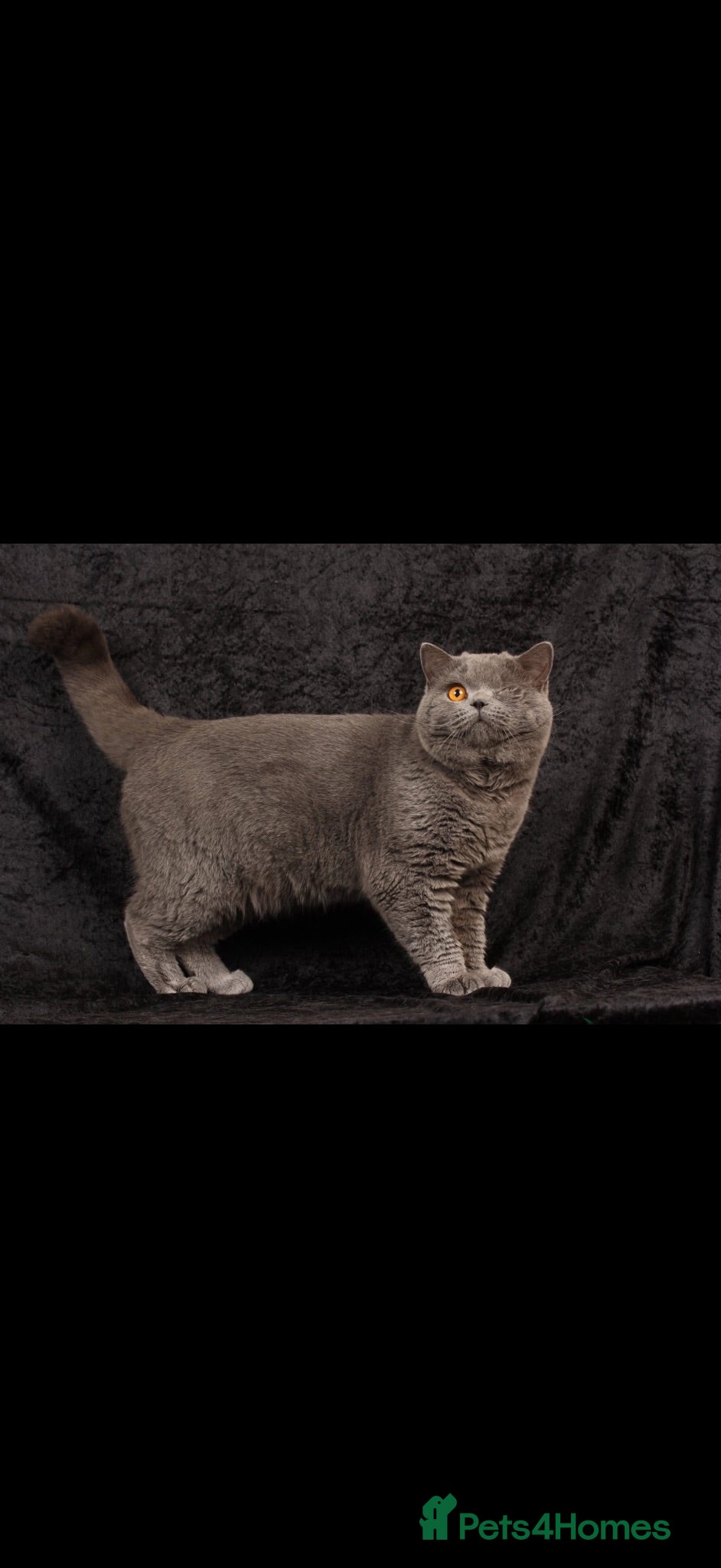 British Shorthair cats Blue British shorthair male - Advert 8