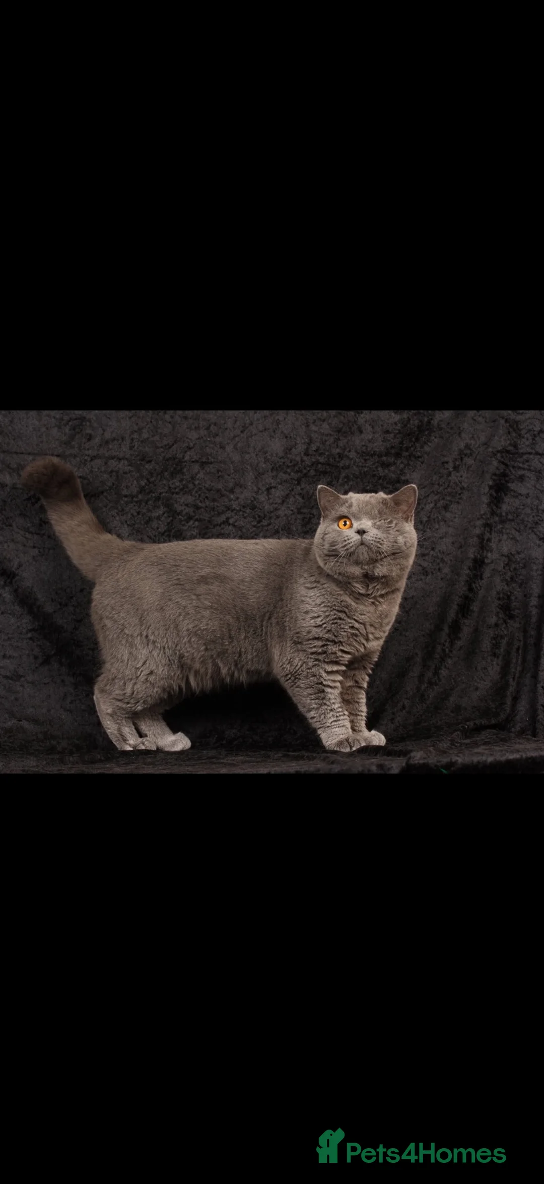 British Shorthair cats for sale: Blue British shorthair male - Advert 1