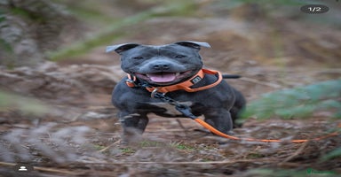 Staffordshire Bull Terrier dogs - Advert 5