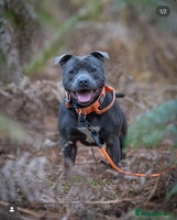 Staffordshire Bull Terrier dogs - Advert 1