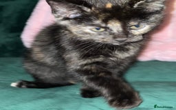 Mixed Breed cats for sale: 4 beautiful kittens ready for homes - Image 3
