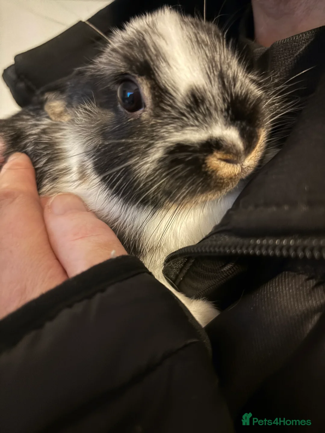 Mixed Breed rabbits for sale: Two male baby rabbits - Advert 3