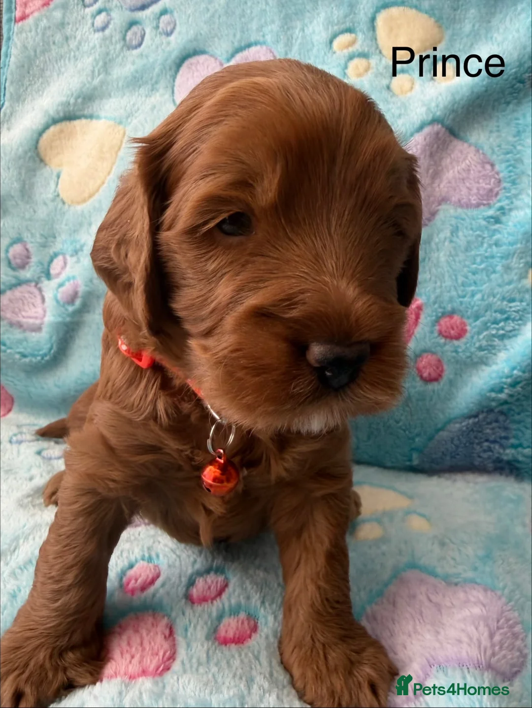 Cockapoo dogs for sale: ⭐ F1b Cockapoo Puppies – 1 Boy & 1 Girl Available  in Banbury - Advert 2