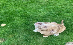 Old Tyme Bulldog dogs for sale: Bulldog pups 💜 1 GIRL LEFT REDUCED 💜   - Image 11