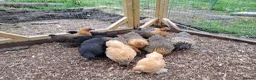 Chickens poultry for sale: Lovely Pekin Bantam Pullets + in Lydney - Advert 3