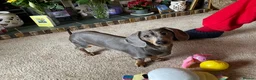 Dachshund dogs for sale: 2 year old Miniature Dachsund needs rehoming  in Lichfield - Advert 7