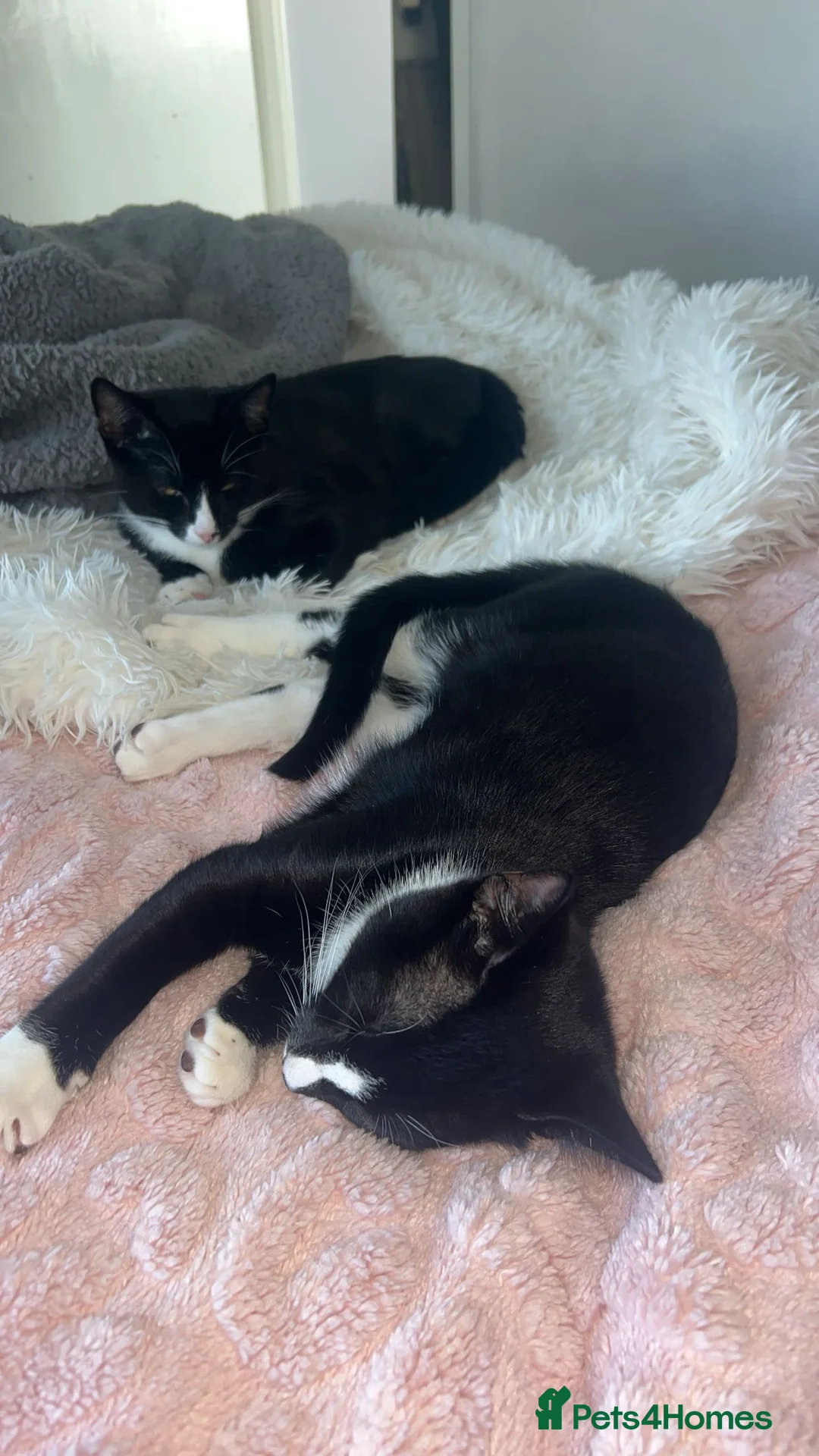 Mixed Breed cats for sale: 2 precious boy kittens  - Advert 9
