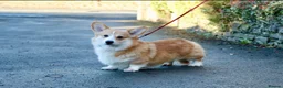 Welsh Corgi Pembroke dogs for sale: Welsh Pembroke corgis  in Lingfield - Advert 11