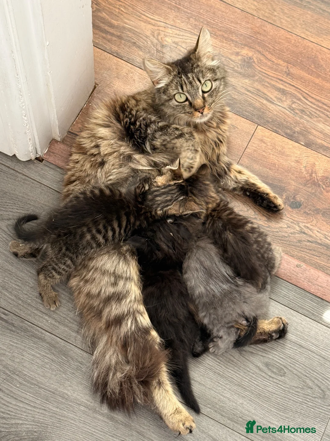 Mixed Breed cats for sale: 4 Beautiful kittens  - Advert 2